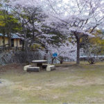 春には桜が咲きます